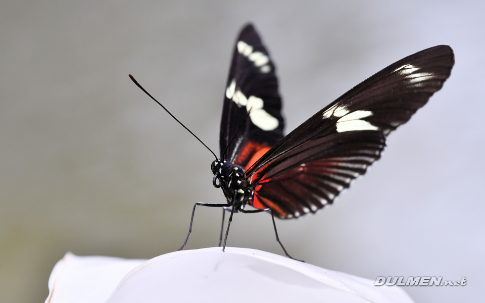 Doris longwing (Heliconius doris)